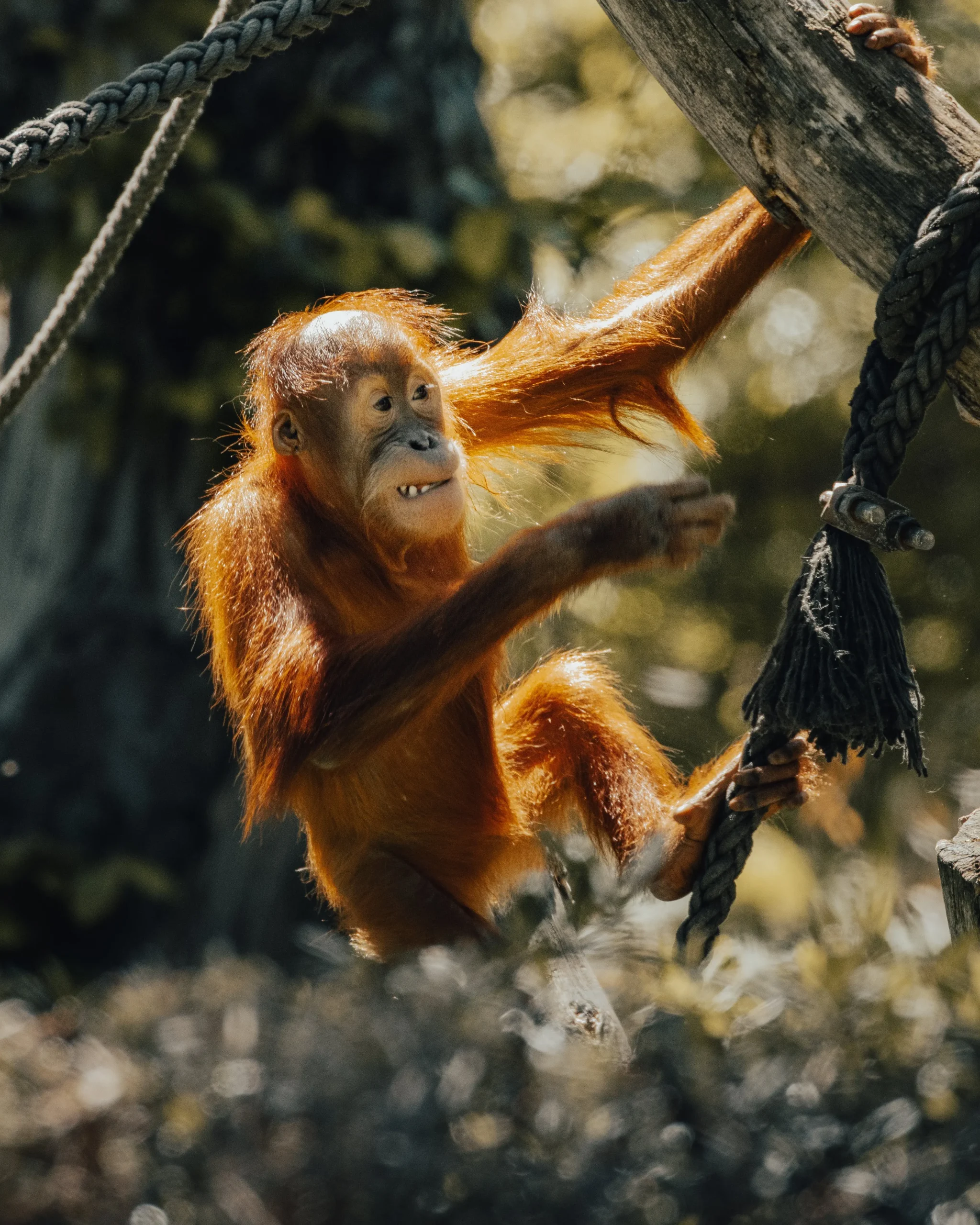 Tanjung Puting Orang Utan Conscioustravel.id SLIDE