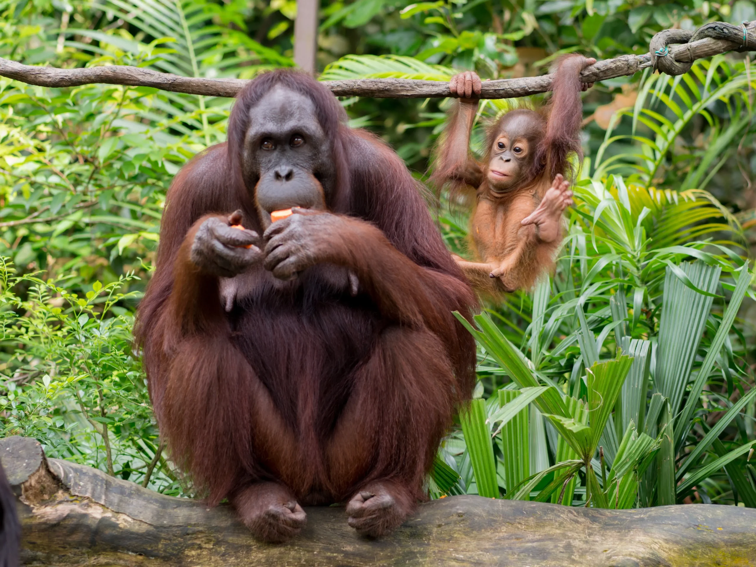 Tanjung Puting Orang Utan Conscioustravel.id SLIDE
