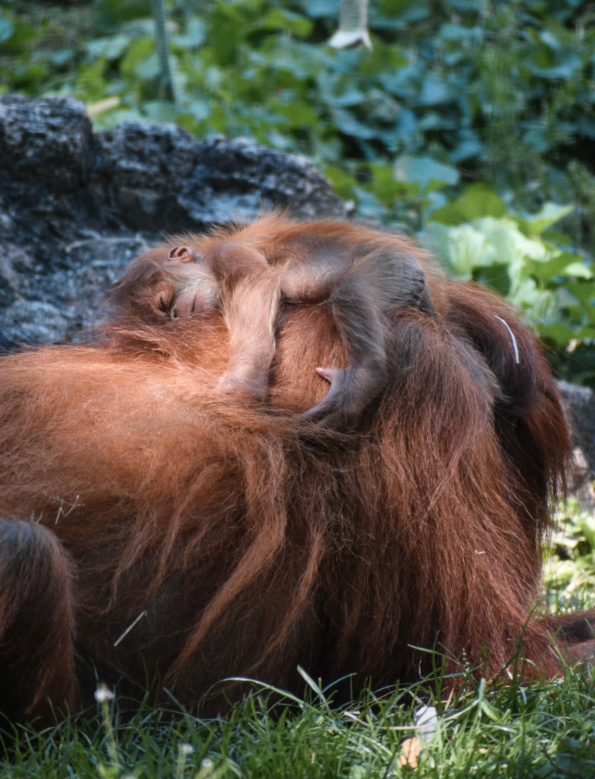 Tanjung Puting Orang Utan SLIDE