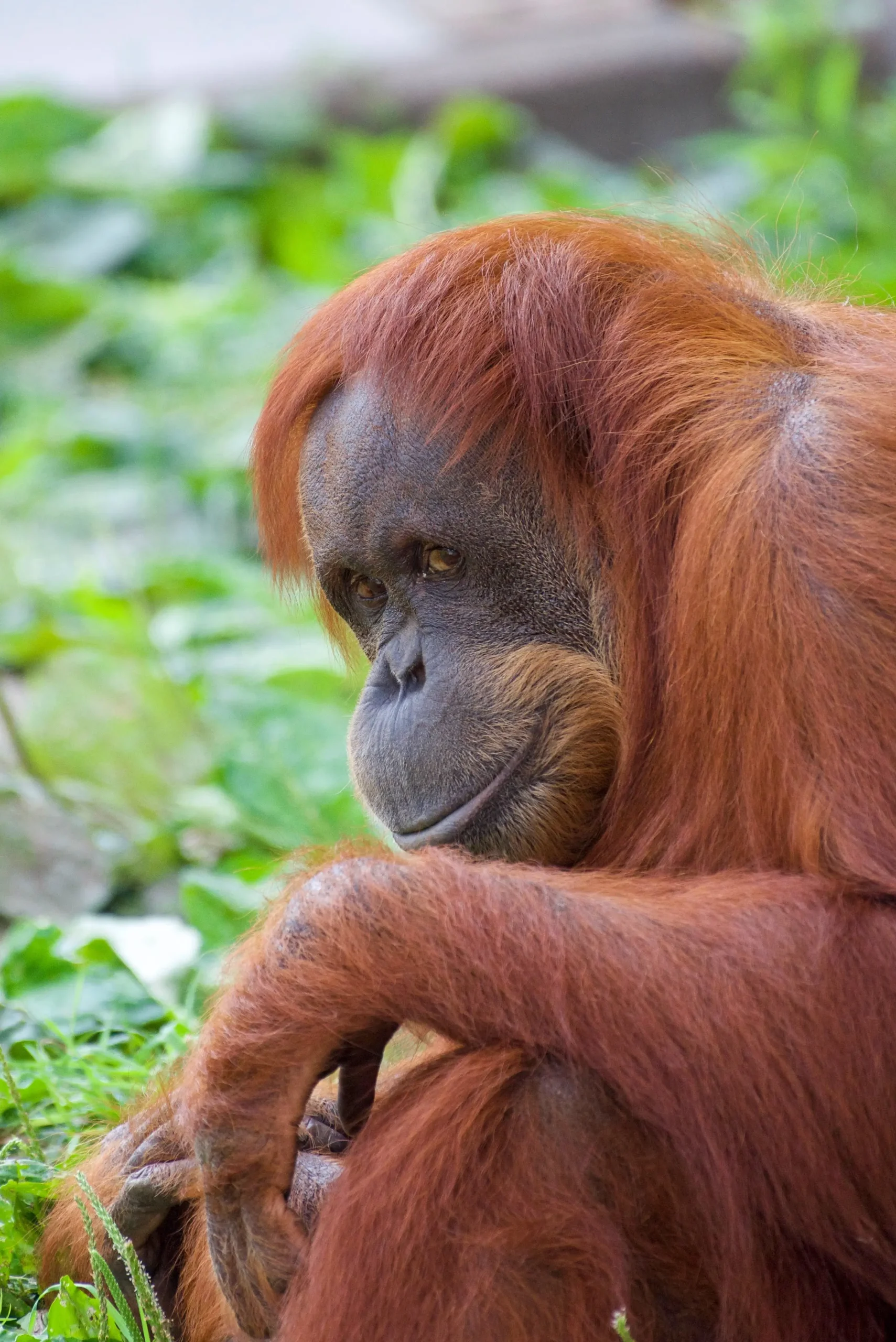 Tanjung Puting SLIDE Orang Utan