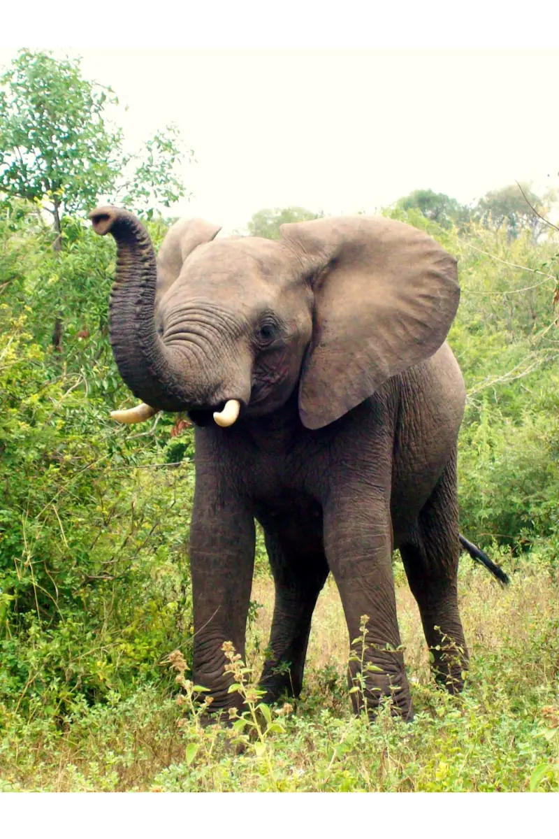 day6-elephant sanctuary chiang mai-conscioustravel