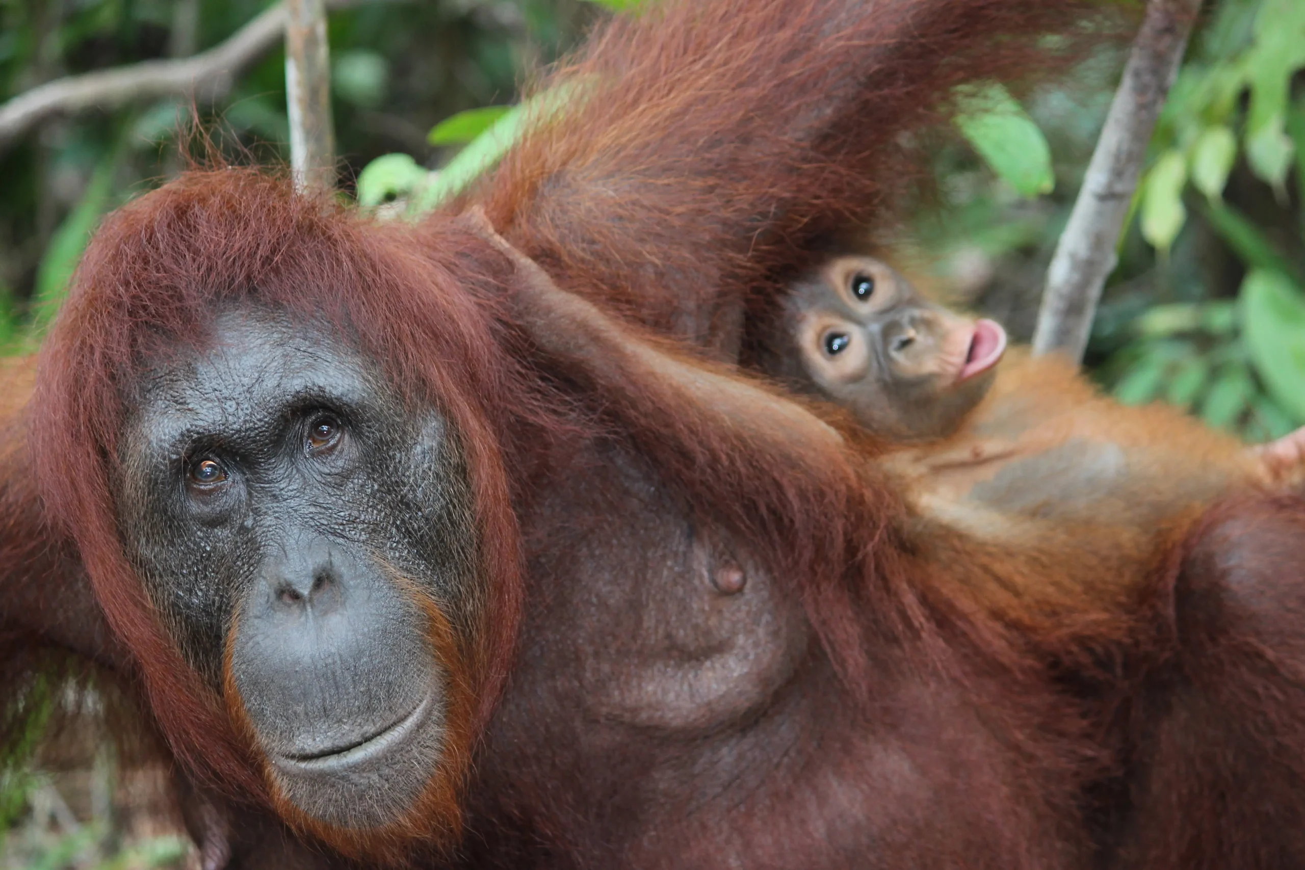 tanjung Puting Orang Utan Conscioustravel.id SLIDE(1)